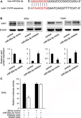 miR-92a-3p Promoted EMT via Targeting LATS1 in Cervical Cancer Stem Cells